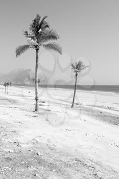 near sandy beach sky  palm   and mountain in oman arabic sea  the hill 
