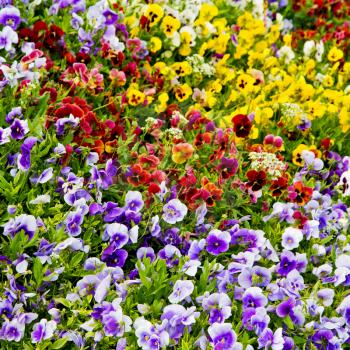 in the spring colors   flowers and   garden 