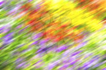 blur in the spring colors   flowers and   garden 