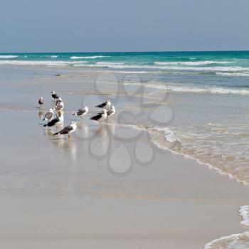 the mountain and sea seagull full  in oman coastline of salalah 