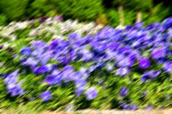 blur in the spring colors    flowers and   garden 
