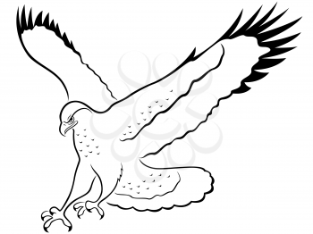 Hawk with wide wings outstretched during the attack, cartoon vector outline