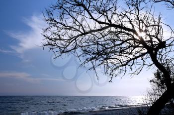 Dry tree above the sea. Kinburn Spit near Ochakiv, Ukraine