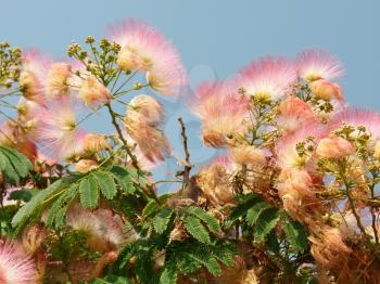Flowering Albizia, Latin name: Albizia julibrissin, subfamily Mimosoideae of the family Fabaceae. These trees or shrubs are commonly called also: silk plants, silk trees, or sirises