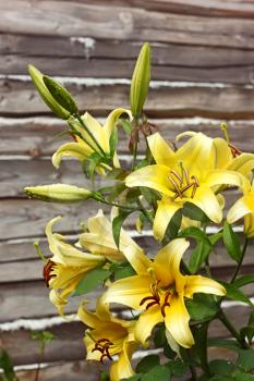 Blossoming yellow lilies on a background of old wall from wooden logs