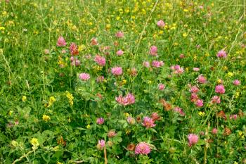 A lot of wild clover flowers in a meadow