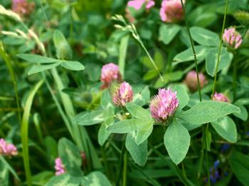Clover flowers in a meadow among the motley grass