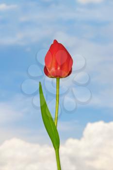 Tulip flower with water drops on a background of a blue sky with clouds