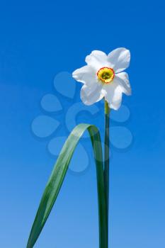 Narcissus flower on a background of  blue sky