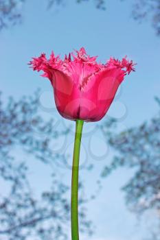 Tulip flower on a background of a blue sky and trees