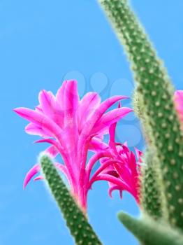 A cactus flowers on a blue background