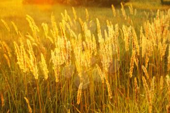 High meadow grass in the bright backlighting of setting sun as a texture