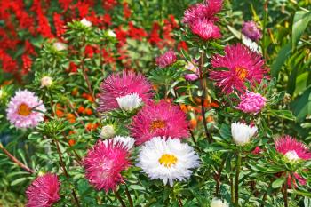 Motley colourful asters and other flowers in the flowerbed. Fine sunny day