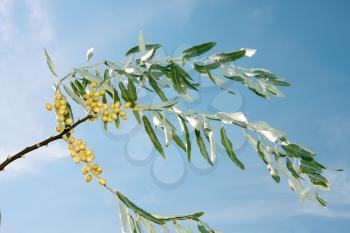 Branch of wild olive trees with yellow fruits on the background of blue sky in fine sunny day