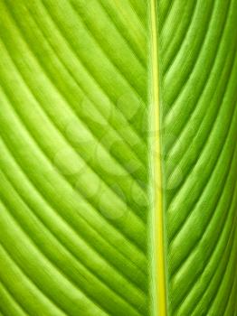 Big green leaf close up as texture