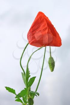 Flowering red poppy plant against the background of cloudy sky