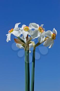 A bouquet of narcissus against the background of blue sky