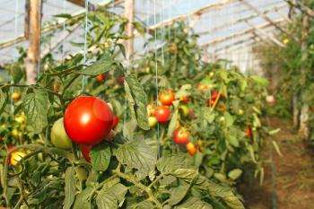 Ripening tomatoes hanging in the seasonal film greenhouse