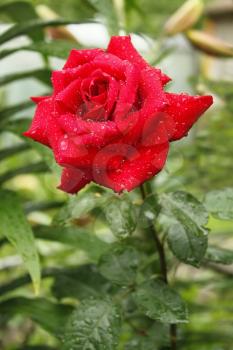 Flowering red rose in flowerbed after the rain with water drops. Close-up