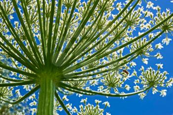Giant inflorescence of Hogweed plant against blue sky. View from below. Latin name: heracleum sphondylium