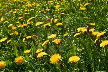 Lots of yellow blooming dandelions on meadow in spring time