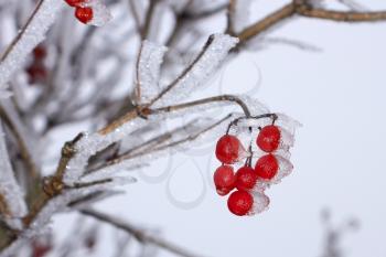 Red Guelder Rose berries (in Latin: Viburnum opulus) covered with hoarfrost hanging on a branch against a gray-blue sky