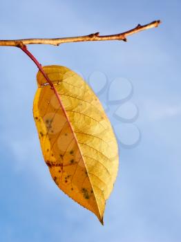 Bright single yellow leaf of cherry tree hanging on twig against blue sky close-up