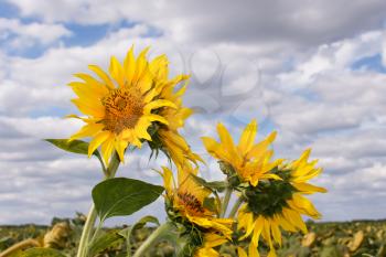 Sunflower heads over the sunflower field against a background cloudy sky