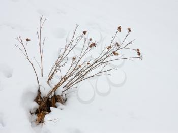 Dried herb of burdock sticking among snow