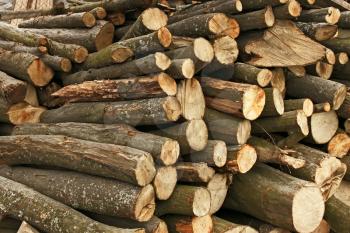 Big pile of hornbeam chopped logs for firewood