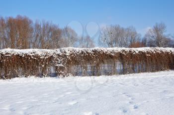 Living fence of dried lianas plants in winter park. Khmelnytsky, Ukraine