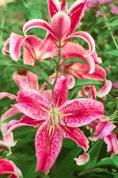 Large pink decorative lily flowers blooming on the flower bed