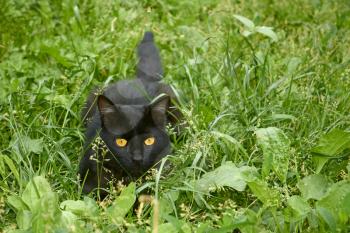 Young black cat in ambush among the green motley grass outdoors