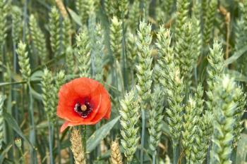 Red Poppy among maturing wheat ears serene summer day