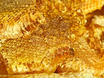 Broken honeycomb with honey, a bee on the honeycomb cells surface