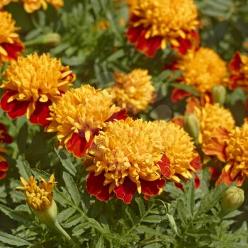 Marigold flowers on flowerbed close up in a lovely summer day