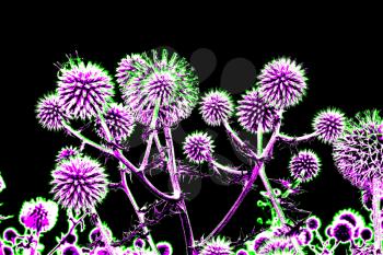 Spherical thistle flowers (Echinops ritro) on the black background. Toned herbal texture in bright colors