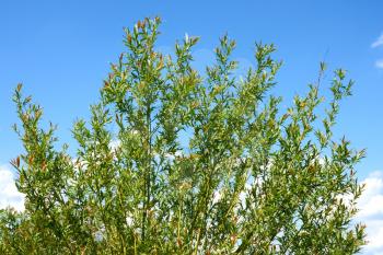 Top of a young willow tree crown on the background of blue sky