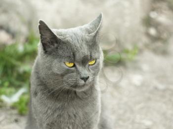 Mature gray British cat outdoors on light gray fuzzy background