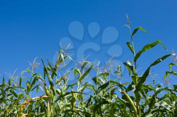 Corn plants against the background of a blue sky