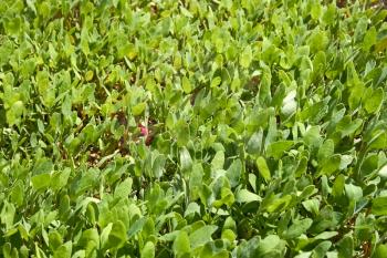 Small young orache plants densely growing on the lawn