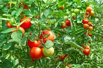 Many bunches with ripe red and unripe green tomatoes that growing in greenhouse