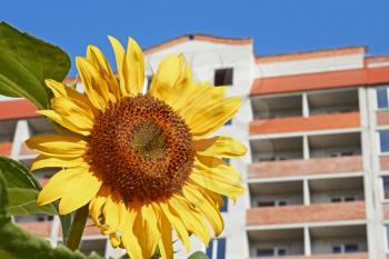 Sunflower against modern building background in fine summer day close-up