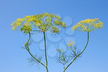 Fennel Inflorescence against the background of blue sky close-up