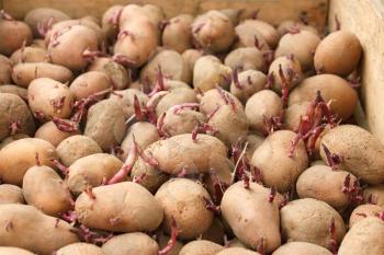 Sprouting potato tubers before planting into the soil