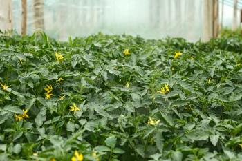 Flowering tomato seedlings in the spring film greenhouses before planting into the soil