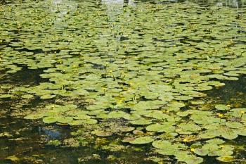 Blooming yellow water lily (Scientific Name: Nuphar lutea) on standing water in late spring