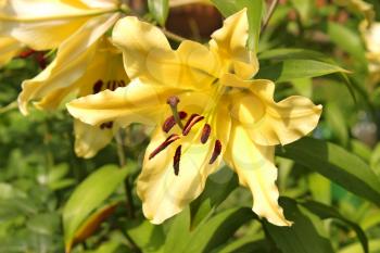 Yellow lilies blooming on a flowerbed in a lovely sunny day, close-up
