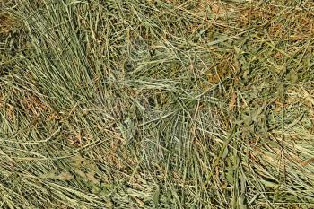 Hay with cereal grasses and other wild meadow herbs as a texture, good quality feed for farm animals