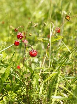 Ripe red berries of wild strawberry (Fragaria vesca) in the meadow among the motley grass, close-up